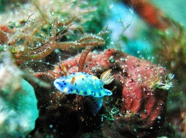 maravillas bajo el mar